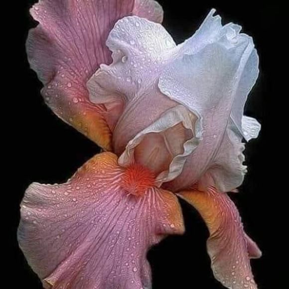 Meet your Posher, Sherrie - Picture 1 of 1